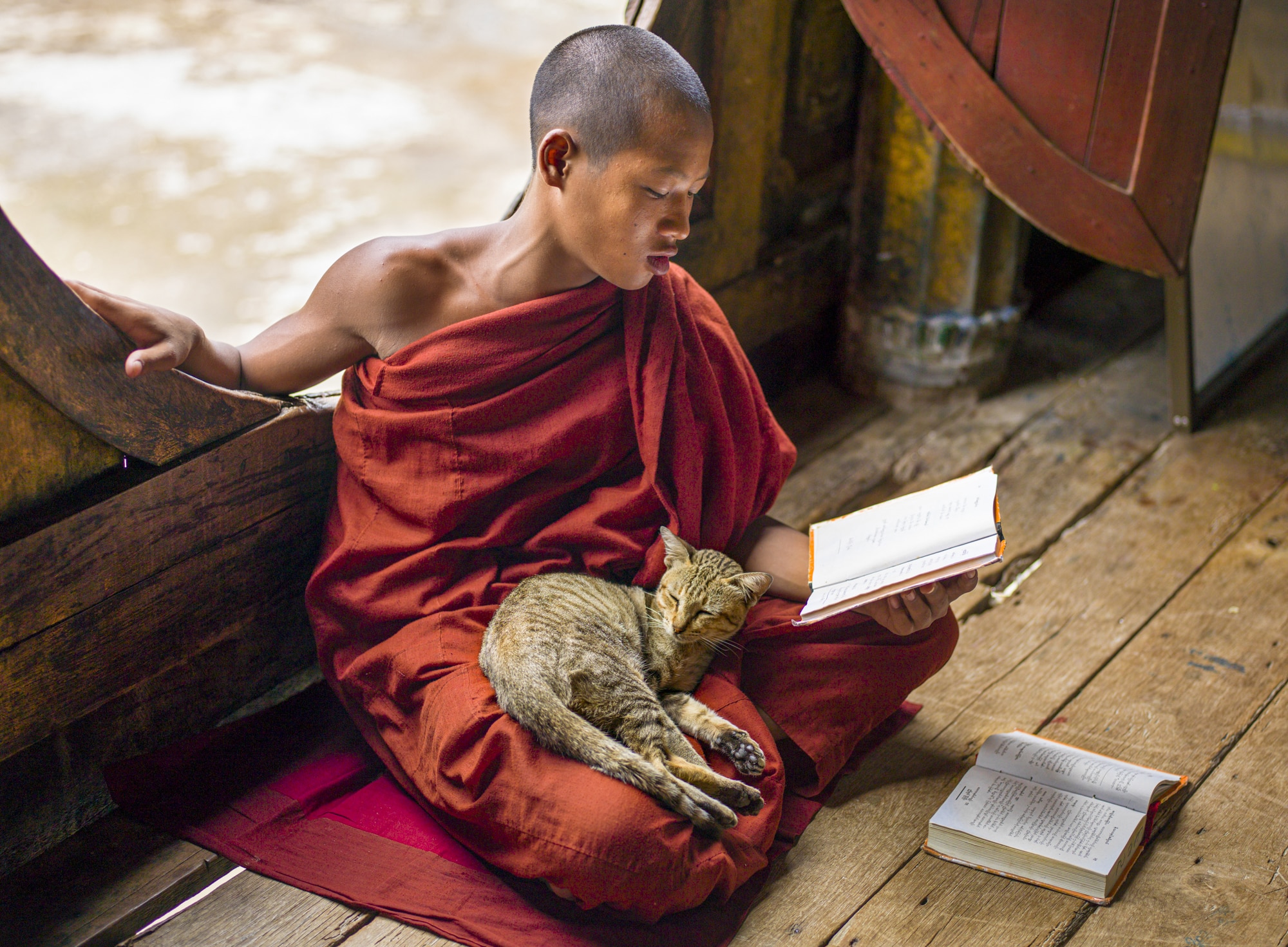 Young Monk reading beside a window with a cat