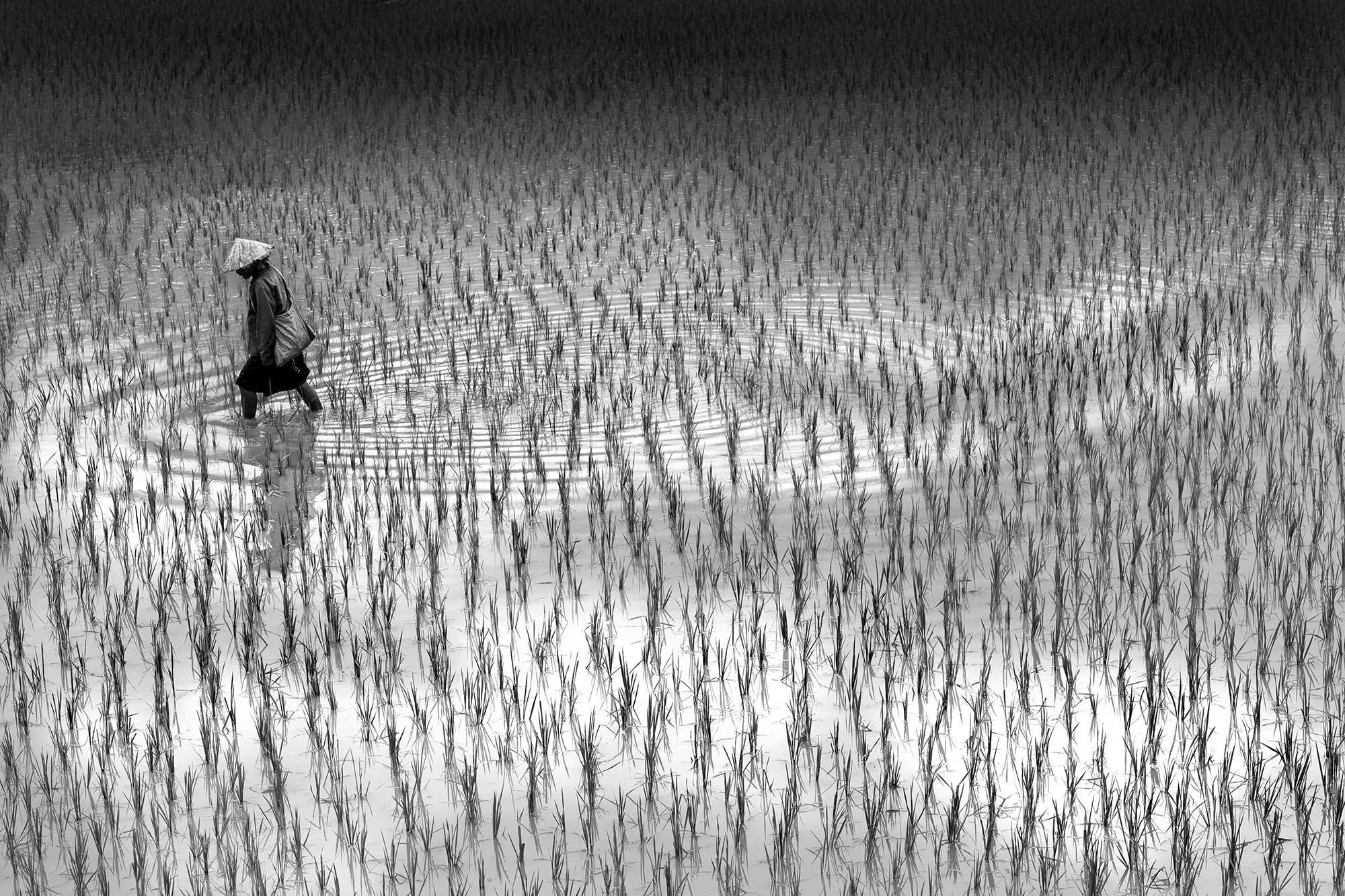 Person walking through a rice field in Vietnam